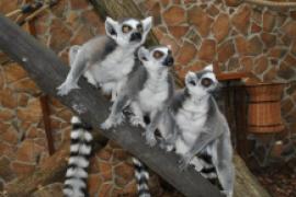 Lemury katta (Lemur catta)