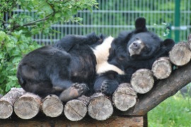 Asiatic Black Bear /Ursus thibetanus/