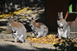 Red-necked Wallaby /Protemnodon rufogrisea/