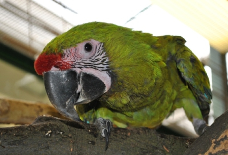 great green macaw /Ara ambigua/