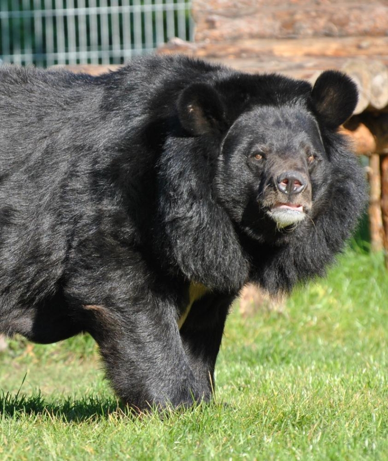 Odszedł wieloletni symbol Ogrodu Zoobotanicznego - niedźwiedź Nufi