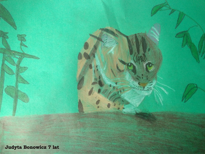 Rozstrzygnięcie konkursu "Taraje - niezwykłe koty z mokradeł"