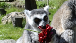 Lemur katta zjadający kwiat róży.