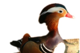 Mandarin Duck /Aix galericulata/