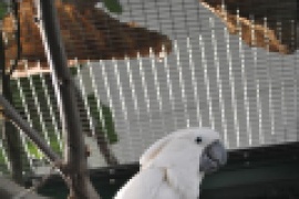 Kakadu białoczuba (Cacatua alba)