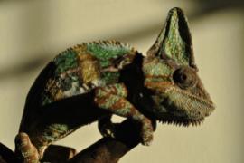 Kameleon jemeński /Chamaeleo calyptratus/