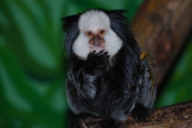 White-headed marmoset /Callithrix geoffroyi/