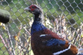 Mrs. Hume's pheasant /Syrmaticus humiae/