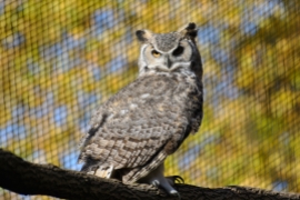 Eagle-owl 