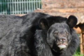 Odszedł wieloletni symbol Ogrodu Zoobotanicznego - niedźwiedź Nufi