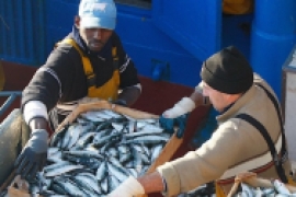 Na fotografii dwóch mężczyzn wyładowuje skrzynki ze złowionymi rybami ze statku.