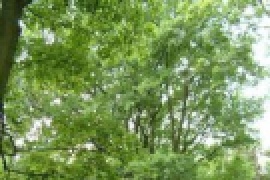 Pedunculate Oak /Quercus robur/ - 3 specimen