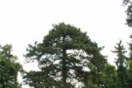 Black Pine /Pinus nigra/