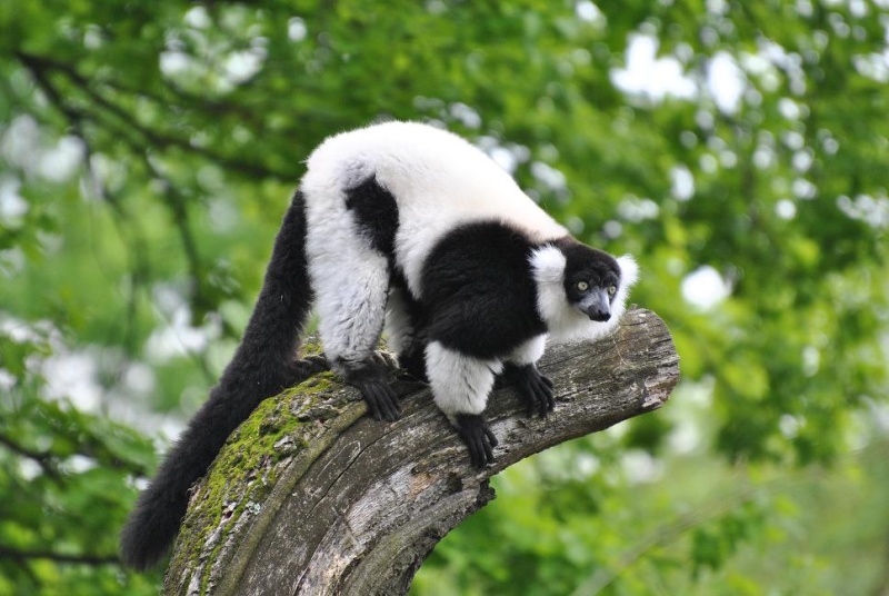 Black-and-white ruffed lemur /Varecia variegata/