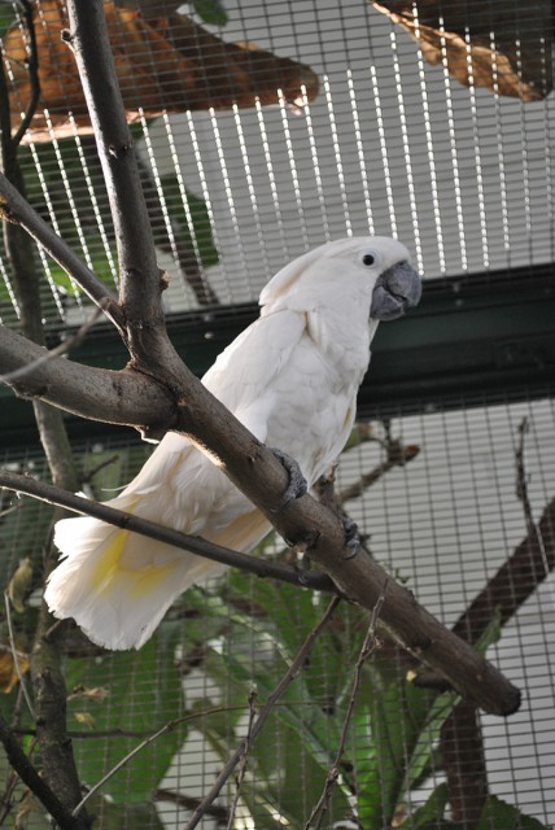 White cockatoo /Cacatua alba/
