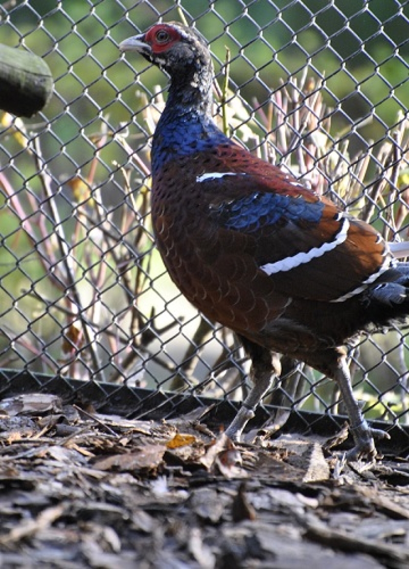 Mrs. Hume's pheasant /Syrmaticus humiae/
