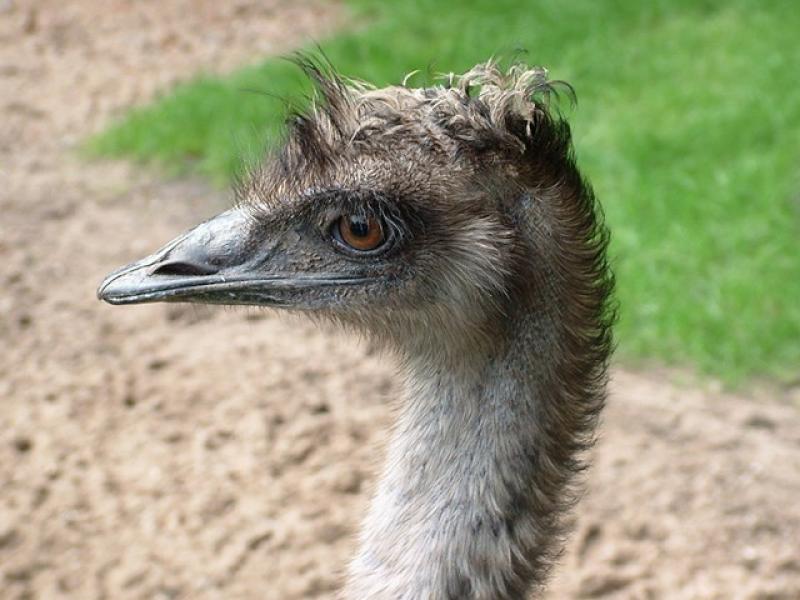 Emu /Dromaius novaehollandiae/