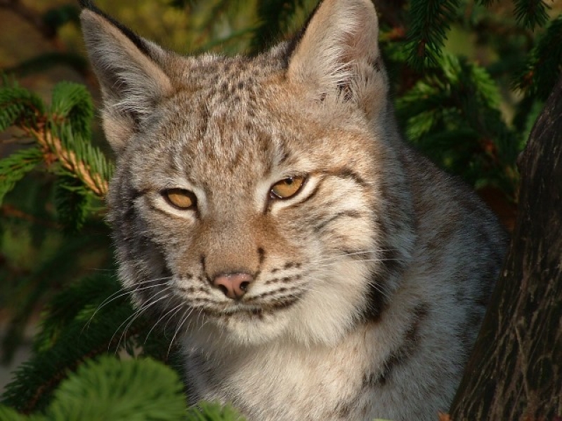 Eurasian Lynx /Lynx lynx/
