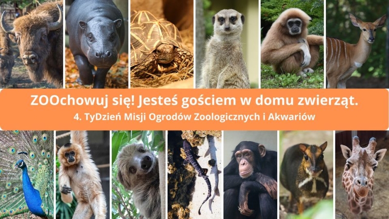 Plakat czwartegoTygodnia Misji Ogrodów Zoologicznych i Akwariów