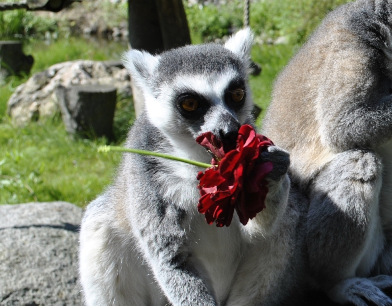 Lemur katta zjadający kwiat róży.