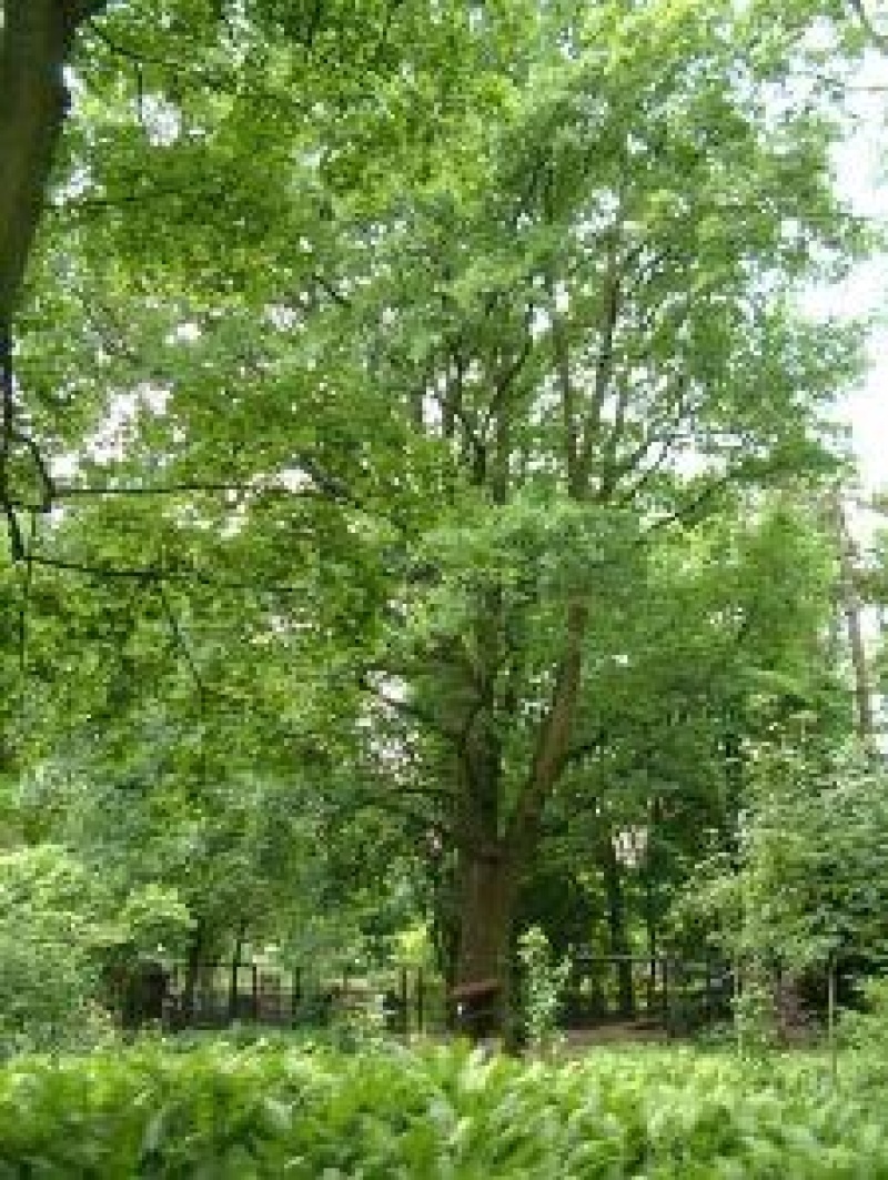 Pedunculate Oak /Quercus robur/ - 3 specimen